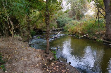 Huzurlu bir nehir manzarası ağaçları çevreleyen suyu sergiler. Sonbahar renkleri manzaraya hakim, yansıma ve sükunet için huzurlu bir atmosfer yaratıyor..