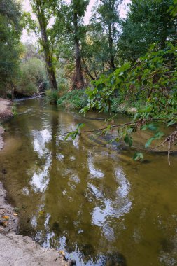 Serin sabah ışığı, yemyeşil ağaçlar ve kumlu bir kıyıyla çevrili nehrin durgun suları üzerinde sakin bir atmosfer oluşturur. Doğanın sesleri havayı dolduruyor..