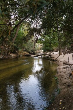 Sakin nehir, kumlu kıyıları olan ağaçların arasından yavaşça akar. Yaprakların arasından süzülen güneş ışığı ile doğanın güzelliğini yakalayan sakin bir sahne, rahatlamayı davet eder..