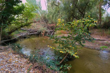 Sonbahar renklerini gösteren ağaçlarla kaplı ormanlık bir alanda huzurlu bir nehir akıyor..