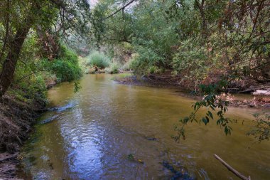 Sakin bir nehir yoğun yeşilliklerin içinden akar ve sakin bir manzara yaratır. Güneş ışığı ağaçların arasından süzülüp, suyun yüzeyine sessizce yansıyor..