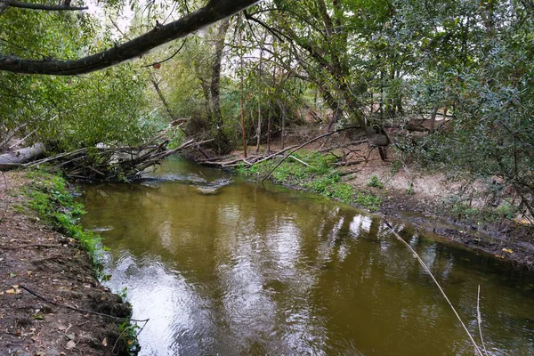 Sakin bir nehir canlı yeşil bir orman ortamından akar. Güneş ışığı ağaçların arasından süzülüp barışçıl bir atmosfer yaratır. Düşen dallar nehir kıyısında, doğal güzelliği arttırıyor..