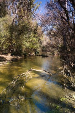Sakin bir nehir, ağaçlar ve yeşilliklerle dolu verimli bir arazide yavaşça akar. Güneş ışığı dalların arasından süzülüp barışçıl bir atmosfer yaratır..