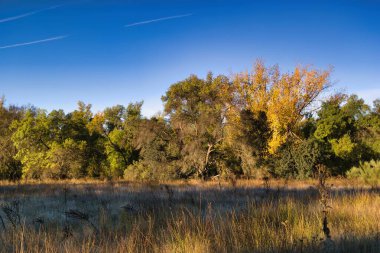 Parlak sonbahar ağaçları sakin bir manzarada sarı ve yeşil yapraklar sergiler. Uzun otlar meltemde sallanıyor berrak mavi gökyüzünün altında, huzurlu bir manzara yaratıyor..