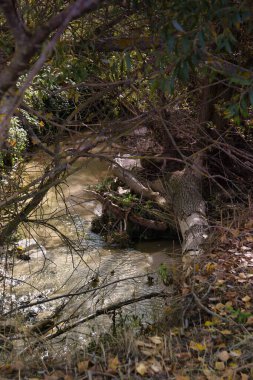 Sakin bir dere, yere saçılmış yapraklarla sık çalıların arasından esiyor. Sonbahar güneşinin altında ağaçlarla çevrili su hafifçe parıldıyor..