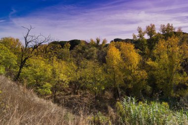 Renkli ağaçlar dingin bir ortamda canlı sonbahar yaprakları sergiler. Bereketli yeşillik parlak sarı ve turuncu ile çelişiyor, resim gibi bir manzara yaratıyor..