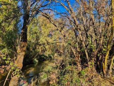 Yaprakların arasından süzülen güneş ışığıyla, dingin bir dere ağaçların arasından esiyor. Sahne, açık bir günde doğanın güzelliğini yakalar. Huzuru ve keşfi davet eder..