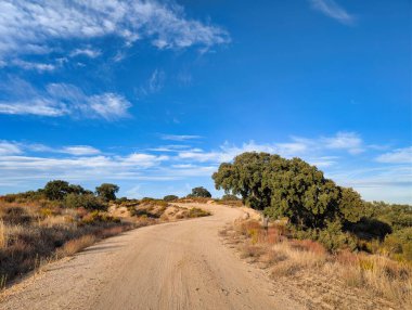 Huzurlu bir toprak yol altın çayırlarda kıvrılır ve açık mavi gökyüzü altında yumuşak beyaz bulutlarla seyrek ağaçlar bırakır. Güneşli bir günde sakin bir sahne yakalar..