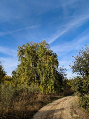 Doğada güneşli bir günde berrak bir mavi gökyüzüne bakan, canlı yeşil ağaçlarla çevrili, dolambaçlı bir toprak yolu gösteren güzel bir sahne..