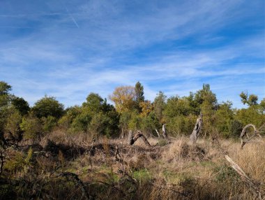 Berrak mavi gökyüzünün altında yeşil ve altın yapraklı çeşitli ağaçlar sergileniyor. Güneş ışığı manzaranın doğal güzelliğini aydınlatır..