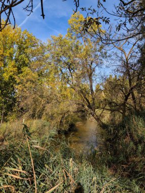 Berrak bir sonbahar gününde yemyeşil çimenler ve canlı ağaçlar yumuşak bir akarsuyu çerçeveler. Güneş ışığı yaprakların arasından süzülerek rahatlamak için mükemmel sakin bir atmosfer yaratır..