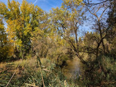 Huzurlu bir nehir, sarı ve yeşil ağaçlarla dolu canlı bir arazide akar. Açık mavi gökyüzü bu doğal manzaranın sakin atmosferine ekleniyor..