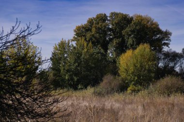 Ağaçlar çalılarla çevrili huzurlu bir alanda canlı sonbahar renkleri sergiler. Gökyüzü açık, bu huzurlu ortamda mevsimin güzelliğini vurguluyor..