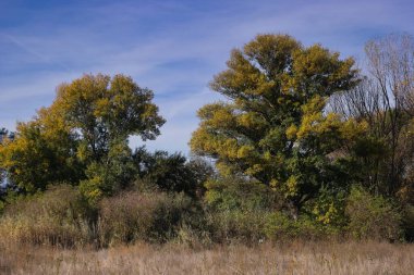 Sarı ve yeşil yaprakları olan parlak renkli ağaçlar güneşli bir tarlada uzun otların üzerinde yükselir. Gökyüzü açık, sonbaharın güzelliğini gözler önüne seriyor..