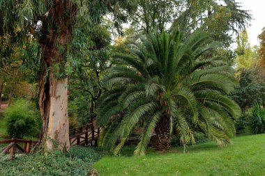 Huzurlu bir park ortamında, canlı bir palmiye ağacı uzun bir okaliptüsün yanında durur. Sonbahar yaprakları rengarenk bir zemin oluşturuyor, doğanın güzelliğini ve sükunetini gözler önüne seriyor..