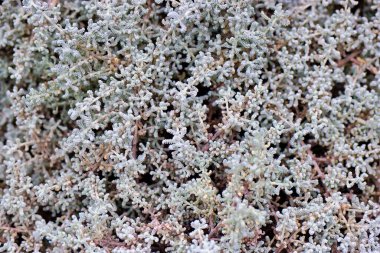 Gri yeşil bitkilerden oluşan kalın bir katman doğal bir çevrede toprağı doldurur. Küçük, karmaşık yapraklar yumuşak güneş ışığı altında dokulu bir yüzey oluşturur..