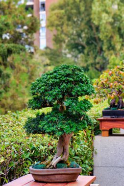 Güzel şekilli bir bonsai ağacı canlı bir bahçede gururla durur. Etrafını saran çeşitli bitkiler güneşli bir öğleden sonra huzurlu bir atmosfer yaratıyor..
