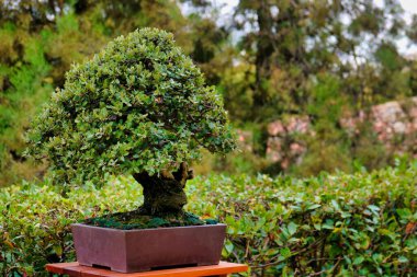 Güzel şekilli bir bonsai ağacı, yemyeşil ağaçlarla çevrili ahşap bir masanın üzerinde duruyor. Huzurlu bahçe ortamı düşünmek için sakin bir atmosfer sunuyor..