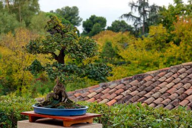 Büyüleyici bir bonsai ağacı yemyeşil ile çevrili basit bir ahşap tabanda duruyor. Arka planda kırsal kiremitli bir çatı ve sonbahar renklerinde ağaçlar var. Huzurlu bir ortam yaratıyor..