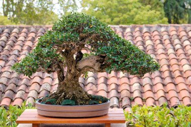Büyüleyici bir bonsai ağacı bir bahçe ortamında ahşap bir masanın üzerinde duruyor. Yapraklar canlı yeşil, ve arka plandaki terracotta fayansları olay yerine kırsal bir cazibe katıyor..