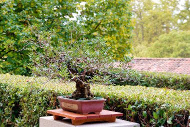 Bonsai ağacı, berrak mavi gökyüzünün altında, budanmış çalılar ve canlı yeşil yapraklarla çevrili, sakin bir bahçedeki ahşap bir platformda zarif bir şekilde konumlandırılmıştır..