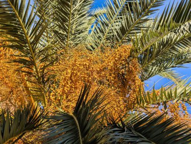 Altın tomurcuklar, açık mavi bir gökyüzünün altında, yemyeşil palmiye yapraklarından sarkmaktadır. Güneş ışığı canlı renkleri güçlendirir ve çarpıcı bir tropikal manzara yaratır..