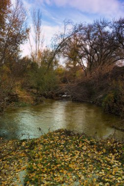 Huzurlu bir ortamda, sessiz bir nehir az yapraklı ağaçlarla nazikçe akmaktadır. Düşen yapraklar zemini dağıtır, berrak bir gökyüzüne karşı canlı sonbahar renkleri sergiler..