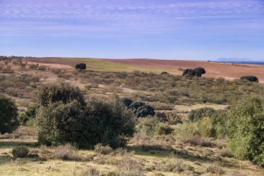 Parlak mavi gökyüzünün altında dağınık ağaçlar ve çalılar olan çimenli tepelerin geniş manzarası. Kırsal kesim gün ortasında huzurlu bir atmosfer sunuyor..