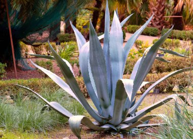 Uzun, sivri yapraklı canlı bir agave bitkisi yemyeşil bir bahçede belirgin bir şekilde duruyor. Palmiye ağaçları ve yeşil çalılar güneş ışığı altında etrafını sarar..