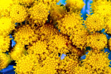 Canlı sarı çiçek kümeleri eşsiz desenli desenler sergiler. Bahar çiçeğinin özünü yakalar. Güneş ışığı onların canlı renklerini güçlendirir, neşeli bir atmosfer yaratır..