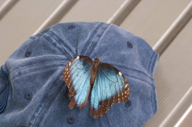 Parlak mavi kanatlı canlı bir kelebek, ahşap bir yüzeye konmuş mavi bir kepin üzerinde nazikçe yatar.. 