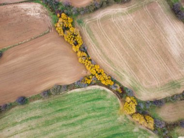 Altın ağaçlar, kırsal kesimdeki ekili tarlaların kenarına dizilir. Sahne sonbahar mevsiminde çeşitli kahverengi, yeşil ve sarı tonlarını göstermektedir..
