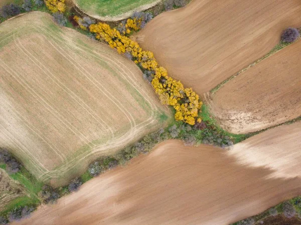 Tarlalar, ortasında sarı ağaçlar bulunan kahverengi ve yeşilin farklı tonlarını gösteriyor. Bu sahne, sonbahar boyunca tarımla birlikte kırsal bir araziyi yakalar..