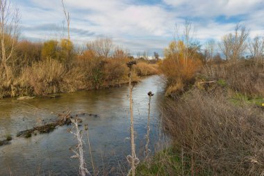 Bir nehir, ağaçlar ve çalılarla dolu bir arazide süzülür. Öğleden sonra oldu ve gökyüzünde bulutlar var. Bölgede çimenler ve kıyılar boyunca düşen dallar var..