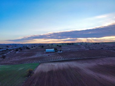 Sahne, sıralı bitkiler, çeşitli renklerde tarlalar ve alacakaranlıkta bulutlu bir gökyüzü içeren bir üzüm bağını gösteriyor. Manzara, ekinlerin arasında küçük bir bina içeriyor..