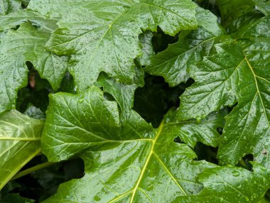 Bereketli yeşil yapraklar son yağmurdan sonra su damlacıkları topluyor. Sahne, gündüz vakti bitkilerin doğal güzelliklerini ön plana çıkaran bir bahçedeki yoğun yaprakları gösteriyor..