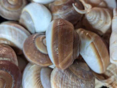 Birçok salyangoz kabuğu doğal renklerini ve desenlerini göstererek sıralanır. Akşamüstü dalgaların çekildiği kumlu bir sahilden toplandılar..