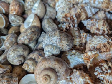 Çeşitli kabuklar bir yüzeye yayılır. Kabuklar farklı şekil ve renkler gösteriyor. Bazı kabuklar pürüzsüzdür, bazılarının sırtları vardır. Bu koleksiyon sahil hazinelerini yakalar..