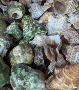 Farklı şekil ve boyutlarda küçük kabuklar düz bir yüzey üzerinde birbirine yakın konur. Mermiler çeşitli renk ve desenleri gösteriyor. Plajdan toplanmış ve düzgünce düzenlenmiş..
