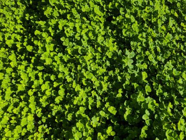 Yonca bitkileri bir bahçede güneşin altına yayıldı. Canlı yeşil yapraklar boşluğu dolduran kalın bir halı oluşturuyor. Bu sahne baharın işaretlerini gösteriyor..