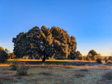 Büyük bir meşe ağacı açık bir alanda gölge sağlar. Gökyüzü, sabahın erken saatlerindeki parlak renklerle berrak. Ağacı çevreleyen yeşil otlar ve çalılar. Doğa el değmemiş ve sessiz..