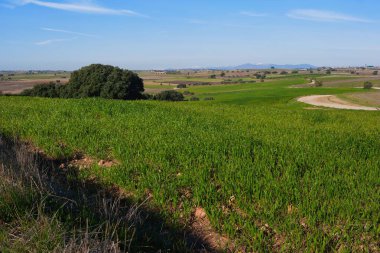 Yeşil çimen tarlaları mavi bir gökyüzünün altındaki araziyi kaplıyor. Dağlar çok uzaktan görülebilir ve tarlaların ortasında bir ağaç durur. Gün aydınlık ve açık.