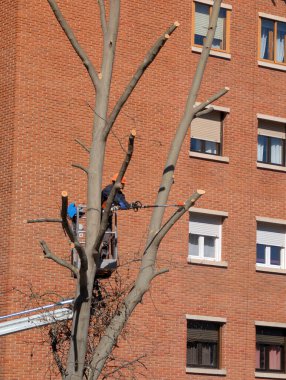 İşçiler tuğla binanın yakınındaki uzun bir ağacın dallarını budamak için asansör kullanıyorlar. Çalışma, güneş ışığının bölgeyi aydınlattığı gün içinde gerçekleşir. Ağacın birçok dalları vardır..