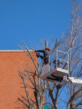 Şehir ortamında bir kişi ağaç dallarını kesmek için asansör kullanıyor. Binanın duvarı işçinin arkasında görünür. Gökyüzü açık ve gündüz oldu..