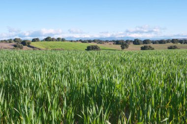 Parlak mavi bir gökyüzünün altında büyük bir mısır tarlası büyür. Yeşil tepeler ve ağaçlar sonbahar boyunca canlı bir tarım manzarası gösteren uzaklıktan görülebilir..