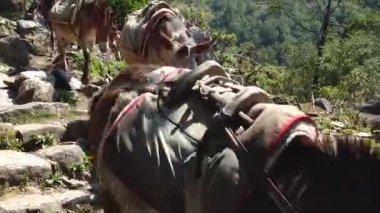 Dağlarda eşek vardır