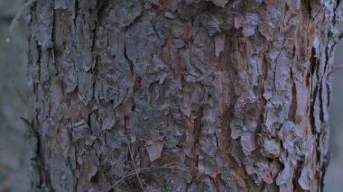 Bir geniş ağaç gövdesi