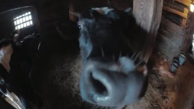 İnek kamera burnunu çekmek