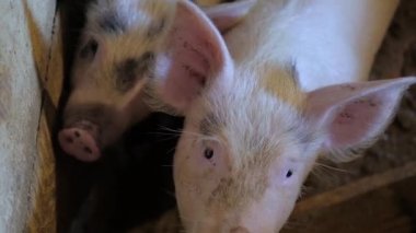 Domuz ahırı homurdanıyor