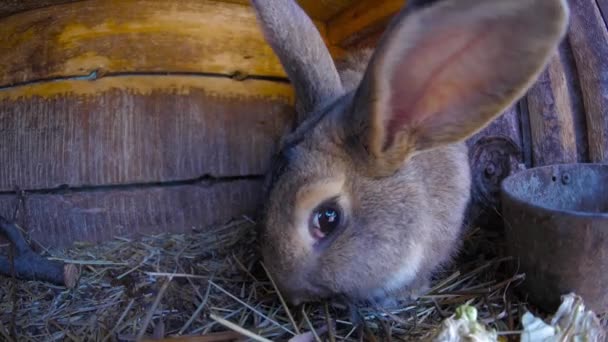 Conejo comiendo hierba — Vídeos de Stock